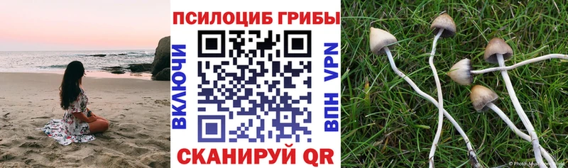 цены   Медынь  Псилоцибиновые грибы мухоморы 